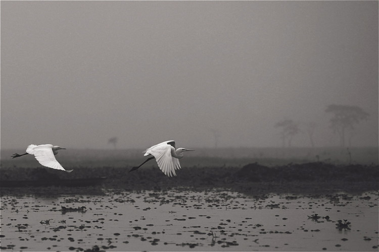 prabir purkayastha